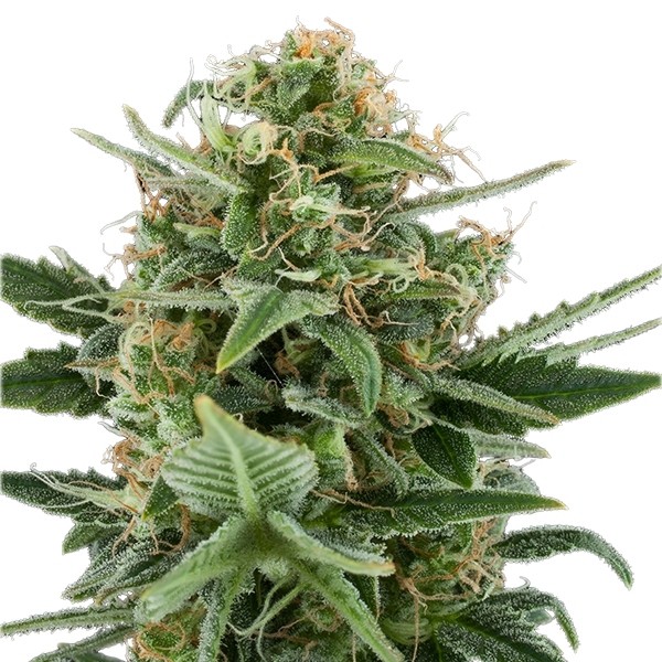 Royal Dwarf - feminizované a samonakvitacie semínka 3ks Royal Queen Seeds