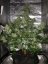 Amnesia Haze Automatic - samokvitnúce semienka 3 ks Royal Queen Seeds