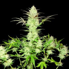 Sumo Seeds Ultimate AK feminisierte Samen