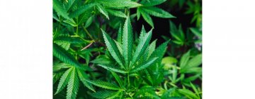 GreenLight kämpft für die Förderung von medizinischem Cannabis in Europa