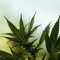 CBD from Hemp as a Treatment for Tremors? (Study on Marijuana Treatment for Tremor)