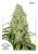 Think Fast® - Feminizowane 5ks Dutch Passion Seeds