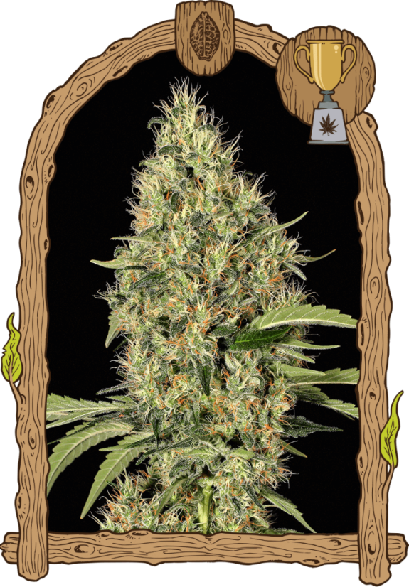 Gypsy Widow - feminizované semená, 10 ks, Exotic Seed