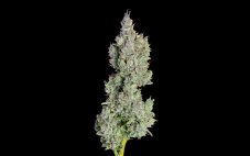 Happy Valley Pineapple Daddy Auto autoflowering semena