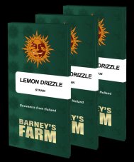 Lemon Drizzle - feminisierte Samen, 3 Stück, Barneys Farm