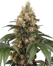 Chocolate Rainbow XXL - feminisierte Samen, 3 Stück, Sensi Seeds