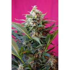 Big Devil XL Auto - feminizované a autoflowering semienka 3ks Sweet Seeds