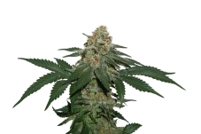 Seedstockers Granddaddy Confidential Kush feminized seeds