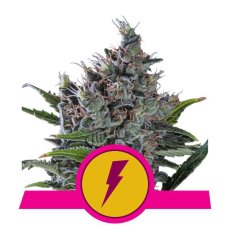 North Thunderfuck - feminizovaná semienka 3 ks Royal Queen Seeds