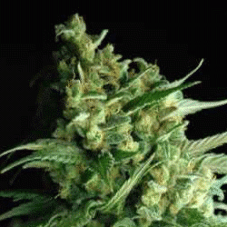 Sagarmatha Seeds Double Bubbleberry feminizovaná semena