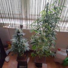 Auto Crystal Meth - Prémium önvirágzó magok 5 db Fair Seeds