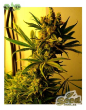 CBD Crew CBD SharkShock feminizovaná semena, 5 ks