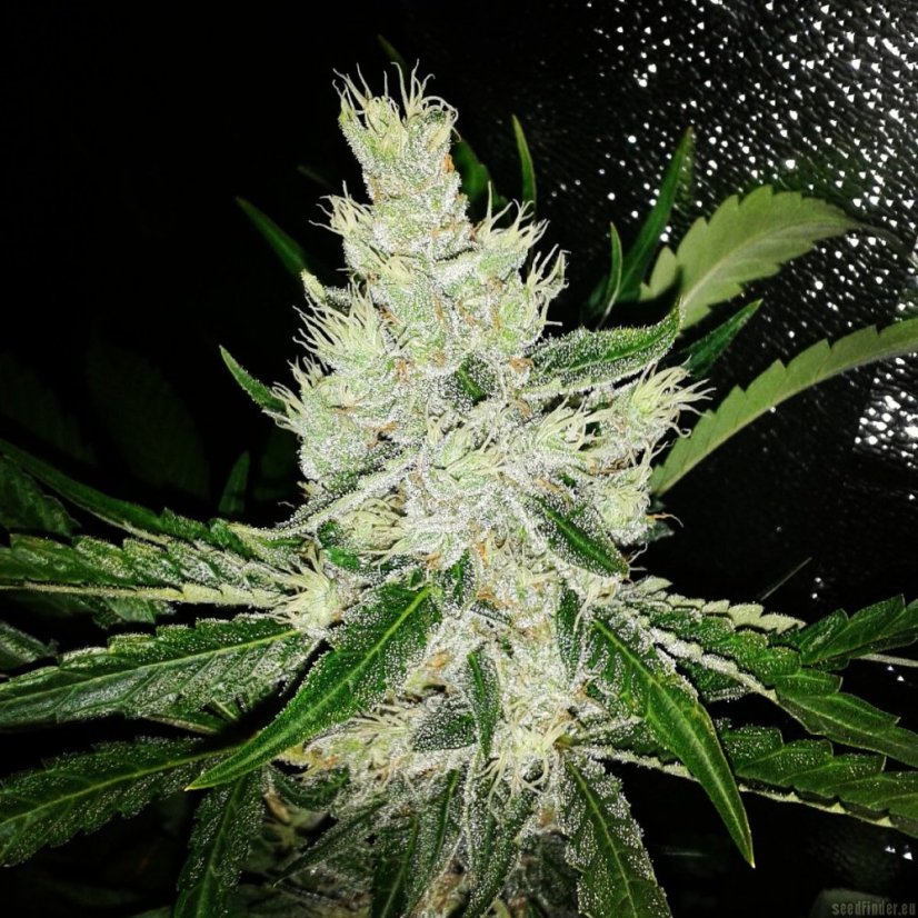 Black Jack Fast Version - feminizované semena 5 ks Sweet Seeds