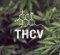 First seeds with a high proportion of THCV