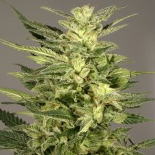 Jorge's Diamonds - feminized 3pcs Dutch Passion seeds