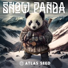 Snow Panda Fast Version - semințe feminizate 5pcs Atlas Seed
