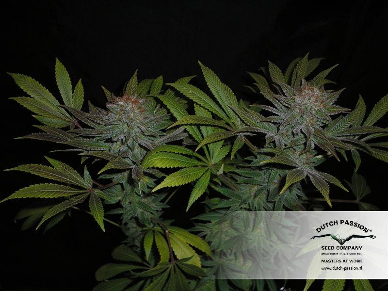 Skywalker 5 ks (feminizované semená) Dutch Passion