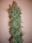 Skunk n.1 - feminized seeds 10 pcs Sensi Seeds
