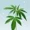 Side Effects of CBD Oil. Do They Exist? And What Are They?
