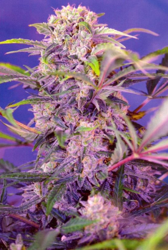 Cream Mandarine Fast Version - feminizovaná semena 5 ks Sweet Seeds