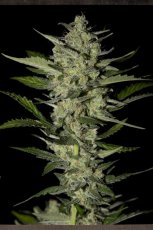 Flowerbomb Kush - 5ks feminizovaná semínka Strain Hunters