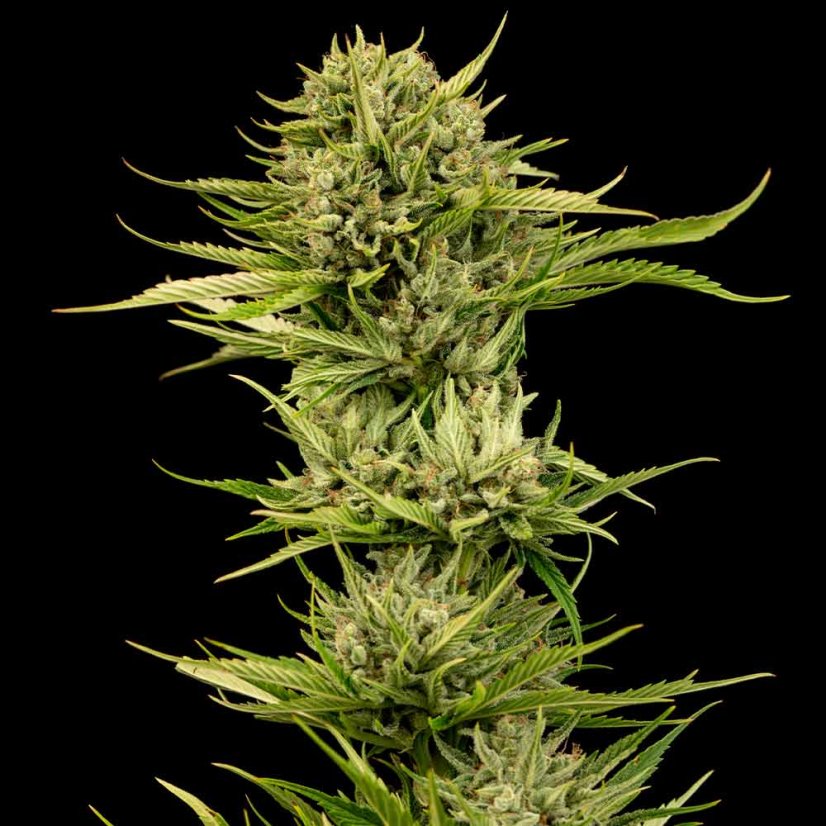 Blueberry Pie F1 Samonakvétací Feminizovaná Semínka - 3