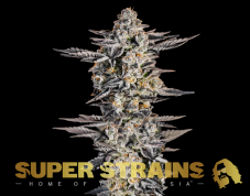 Super Strains Gelato feminisierte Samen