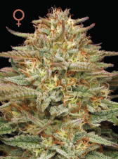 Humboldt Seed Company Orange Creampop feminizowane nasiona