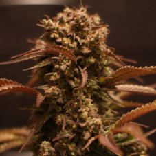 Purple Ryder - autoflowering Samen 10 Stück, Doctor's Choice