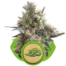 Royal Bluematic - samokvitnúce semienka 5ks Royal Queen seeds