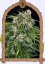 Sir Jack Pure CBD Auto - autoflowering marijuana seeds, 3pcs Exotic Seed