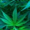 What to make from cannabis? Ointments, drops, extracts ... or hemp concrete and radiation cleaner?