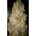 Auto Wappa - самоцъфтящи семена 3бр Paradise Seeds