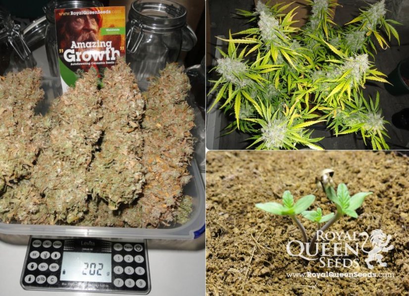 Royal Haze Automatic - semillas autoflorecientes 3pcs Royal Queen Seeds