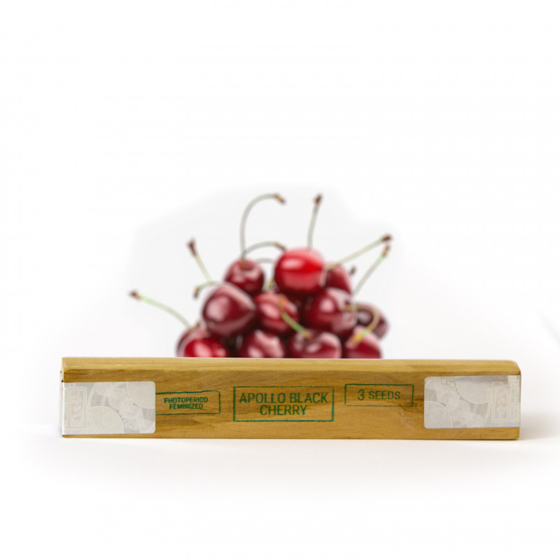 Apollo Black Cherry Auto - semi di cannabis autofiorenti HumboldtXSeedstockers, 3 pz.