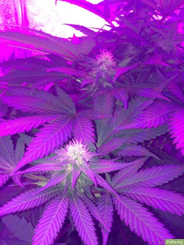 Haze Berry - feminizované semená 3 ks Royal Queen Seeds