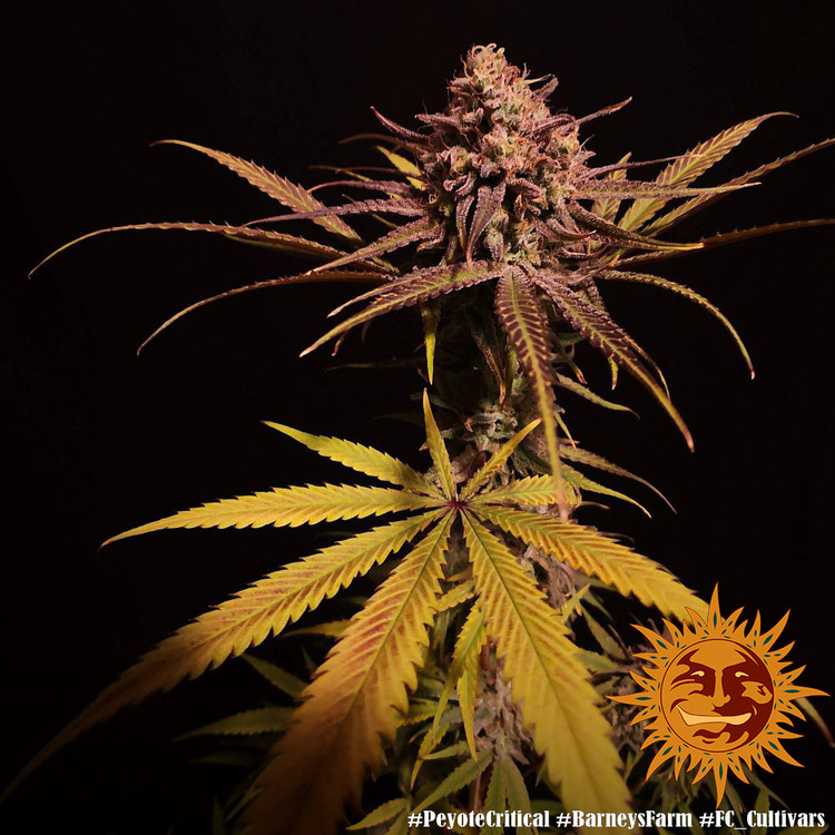 Peyote Critical - gefeminiseerde marihuana zaden 5 stuks Barney´s Farm