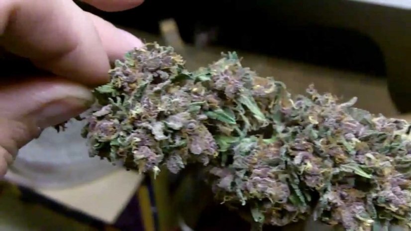 Purple Kush - feminizovaná a samonakvétací semínka 10 ks Buddha Seeds