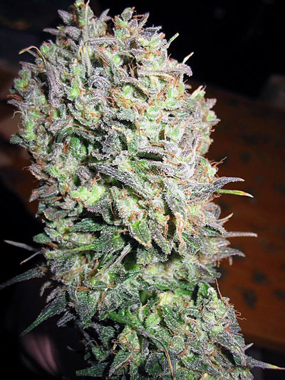Super Silver Haze - reguläre Samen 18 Stück Mr. Nice