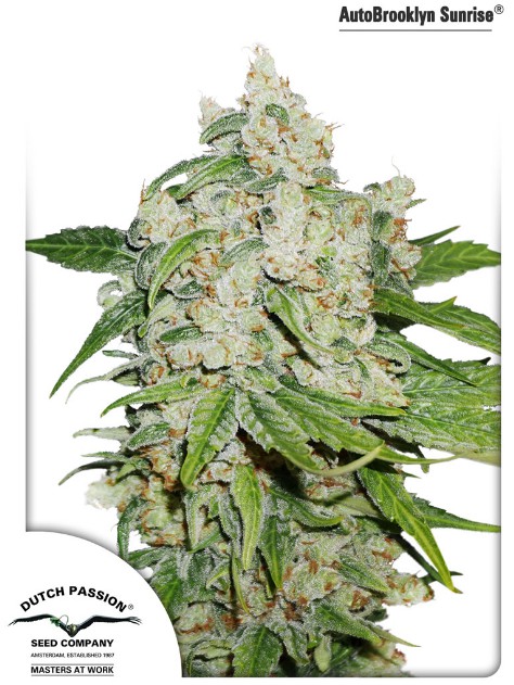 Auto Brooklyn Sunrise® - semințe feminizate și autofloritoare 7 buc Dutch Passion