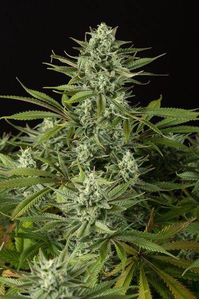 Cheese CBD - Feminizowane 3 Dinafem Seeds