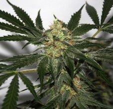 Early Skunk Haze 18 sztuk znormalizowanych nasion Miło