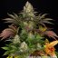 Biscotti - феминизирани семена, 3 броя, Barneys Farm