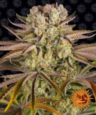Pineapple Express Feminizovaná Semínka - 1