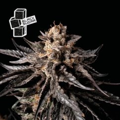 Black Sugar - feminized marijuana seeds 5pcs, Seedsman
