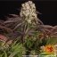 Purple Punch x Lemon Drizzle - semințe feminizate, 10 buc, Barneys Farm