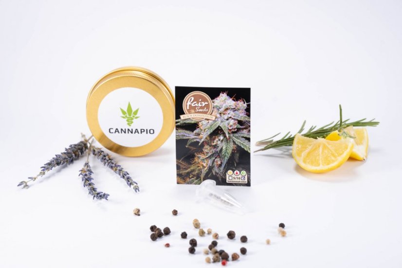 Black Dominator – feminizovaná semínka 10 ks Fair Seeds