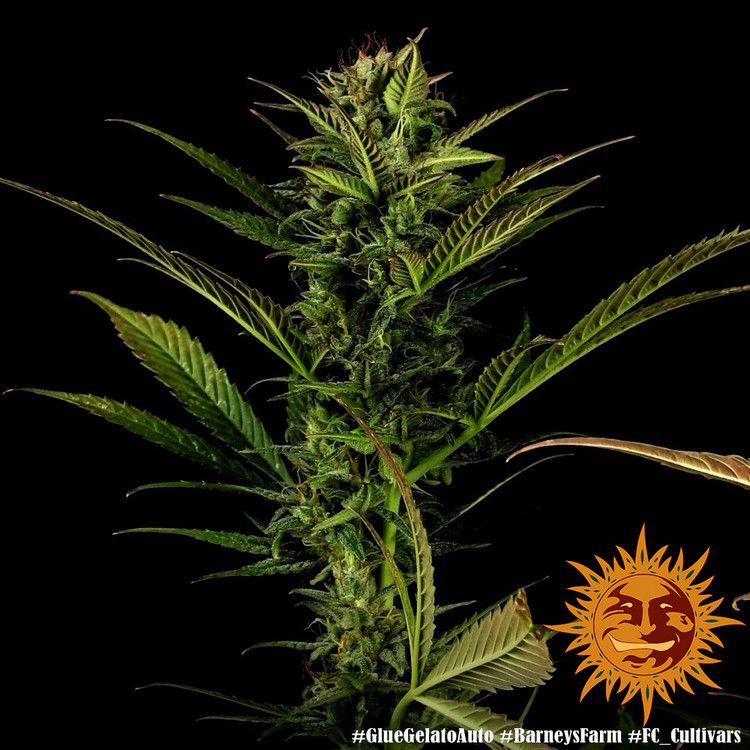Glue Gelato Auto - autoflowering semena marihuany 10 ks Barney´s Farm