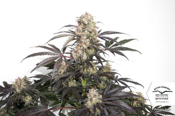 Passion Fruit®  - feminizovaná semínka 3 ks Dutch Passion