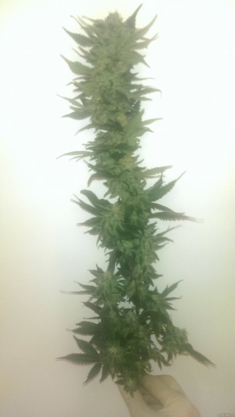 White Berry - 10 ks feminizované semená Paradise Seeds